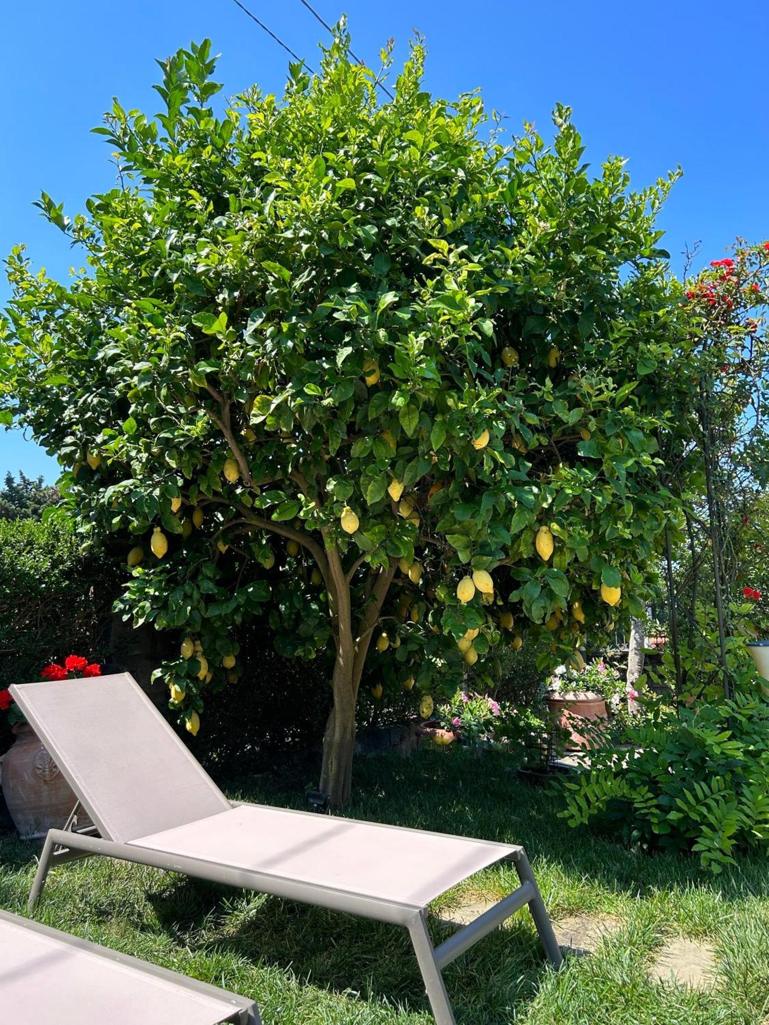 Maison Villa Angela SantʼAgata sui Due Golfi Exteriör bild